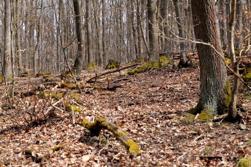 Taunus forest in Ober-Mörlen 2021-04-02 106