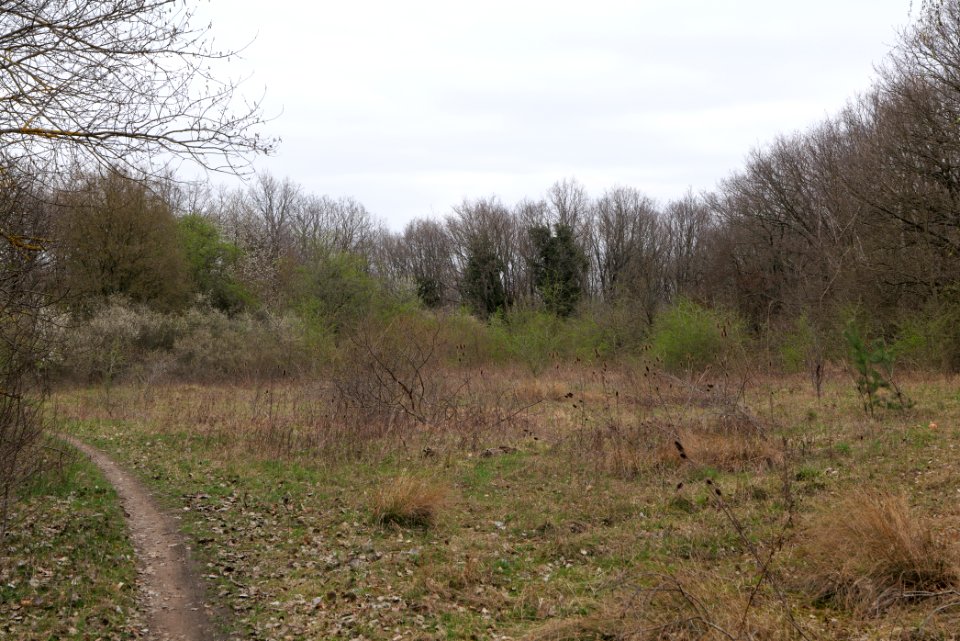 Taunus forest in Ober-Mörlen 2021-04-02 29