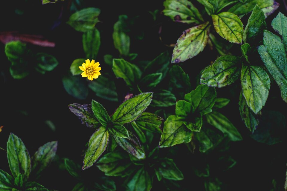 Flora flower leaves