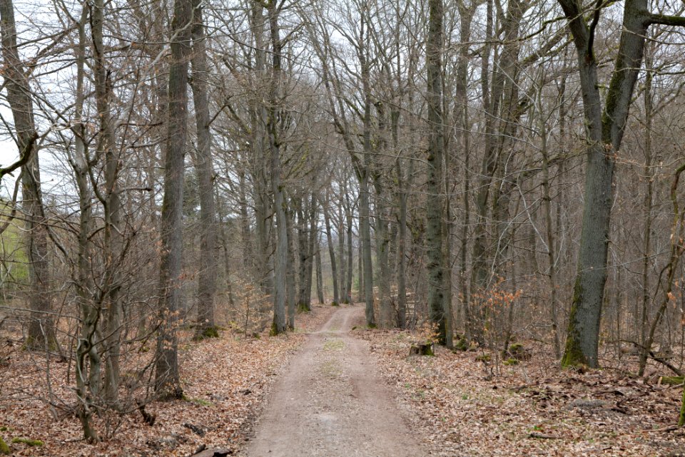 Taunus forest in Ober-Mörlen 2021-04-02 14