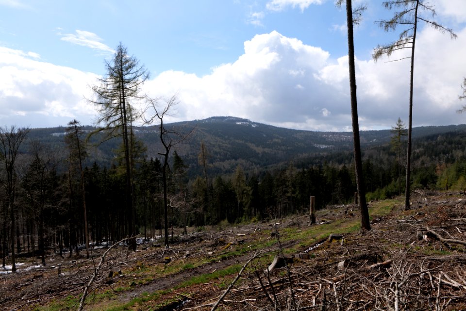 Taunus forest Oberstedten 2021-04-06 22