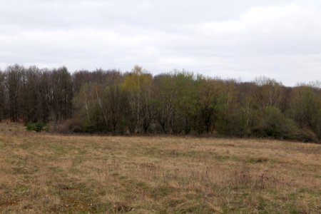 Taunus forest in Ober-Mörlen 2021-04-02 20