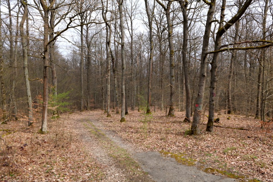 Taunus forest in Ober-Mörlen 2021-04-02 40