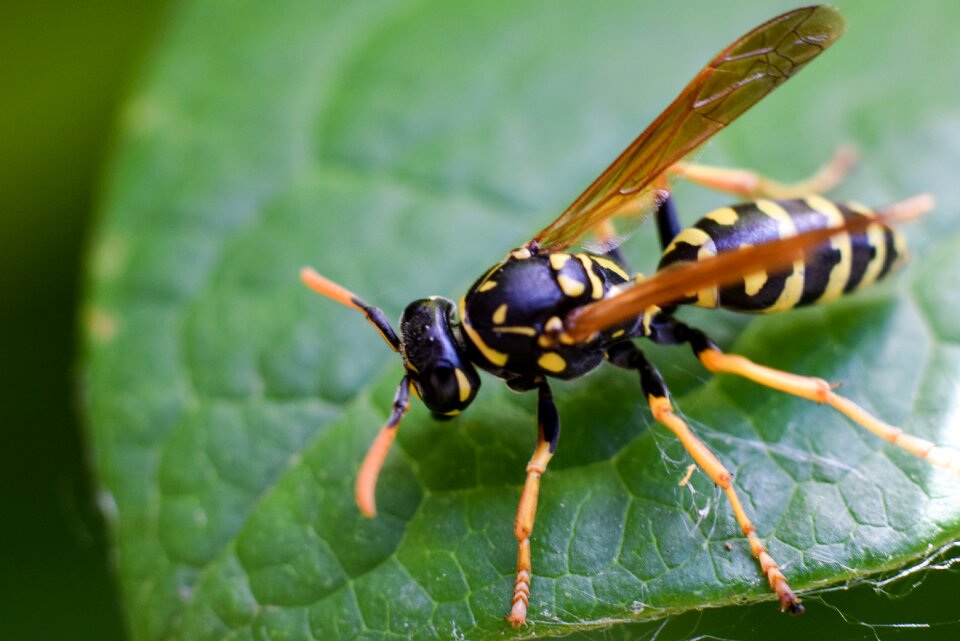 Bee macro nature