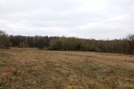 Taunus forest in Ober-Mörlen 2021-04-02 18