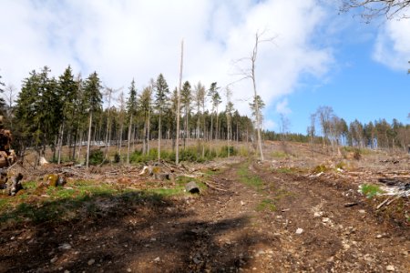 Taunus forest Oberstedten 2021-04-06 14