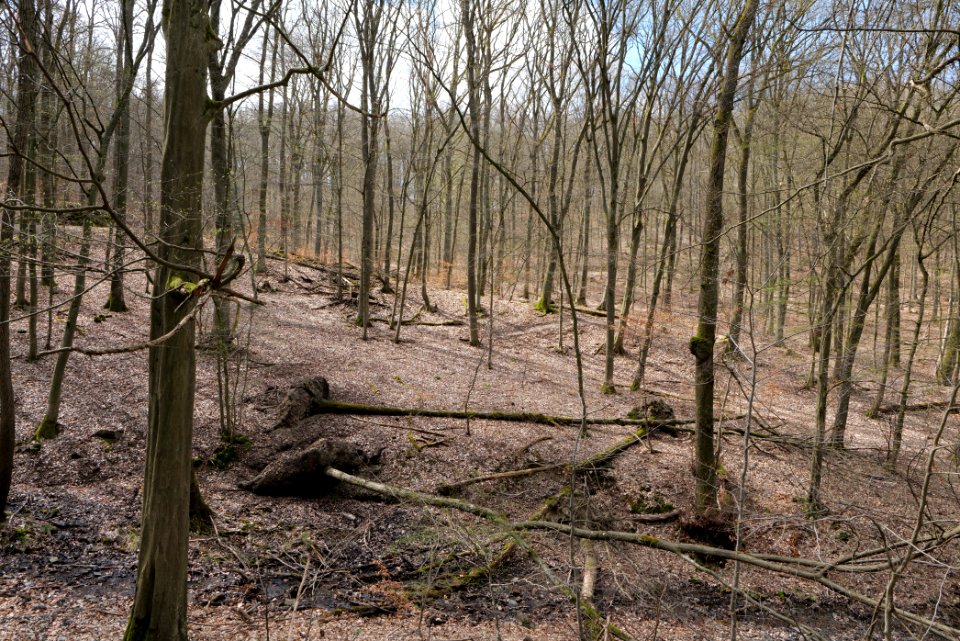 Taunus forest in Ober-Mörlen 2021-04-02 108