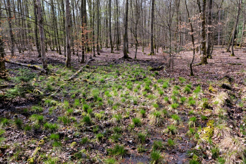 Taunus forest Oberstedten 2021-04-06 32