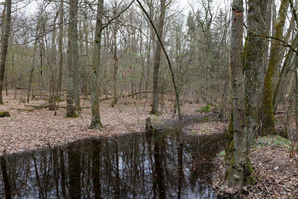 Taunus forest in Ober-Mörlen 2021-04-02 38