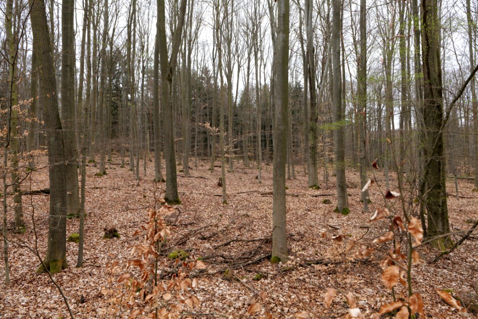 Taunus forest in Ober-Mörlen 2021-04-02 44