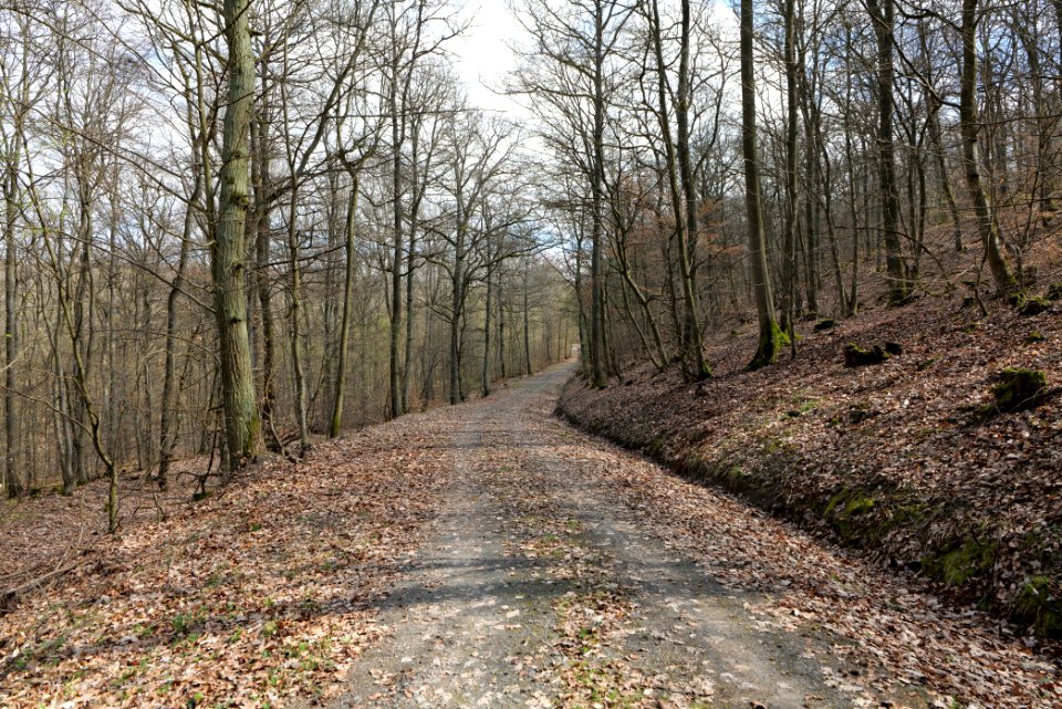 Taunus forest in Ober-Mörlen 2021-04-02 114