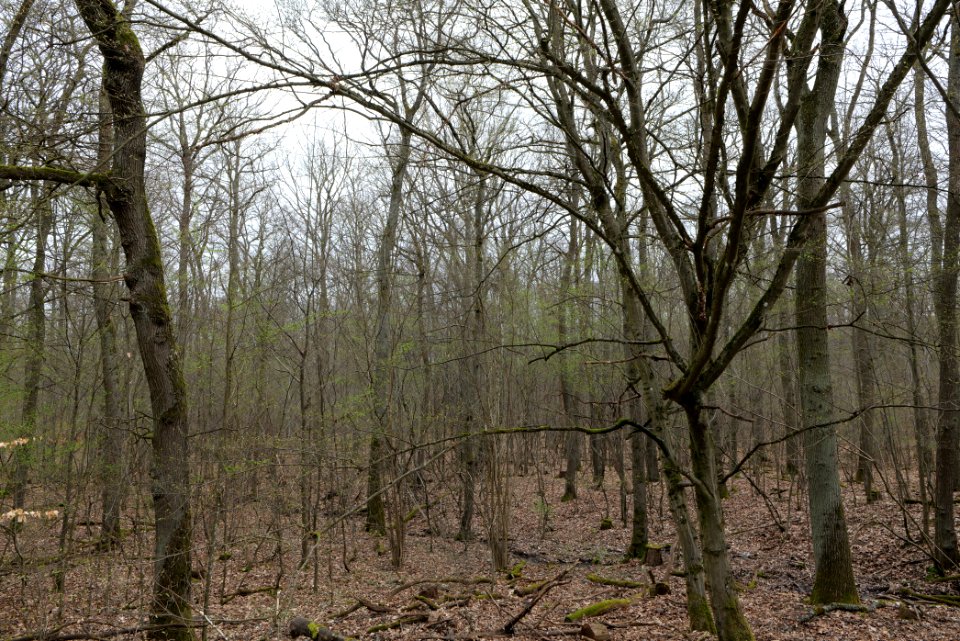 Taunus forest in Ober-Mörlen 2021-04-02 43