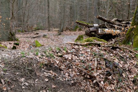 Taunus forest in Ober-Mörlen 2021-04-02 11