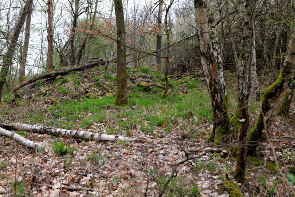 Taunus forest Ockstadt 2021-04-02 13