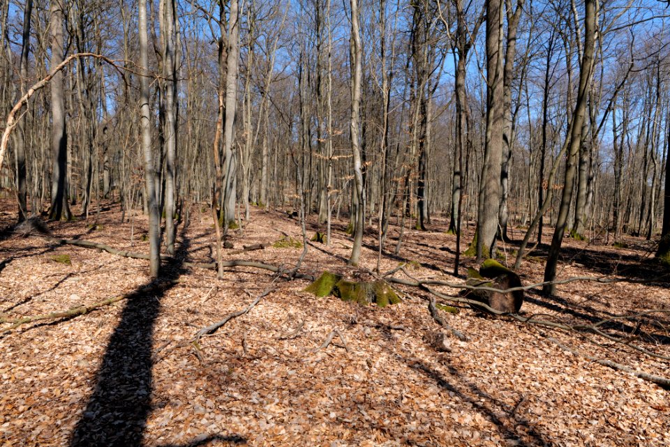 Taunus forest in Ober Rosbach 2021-04-02 17