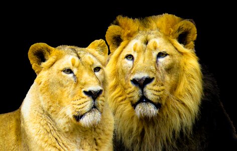 Mane big cat predator