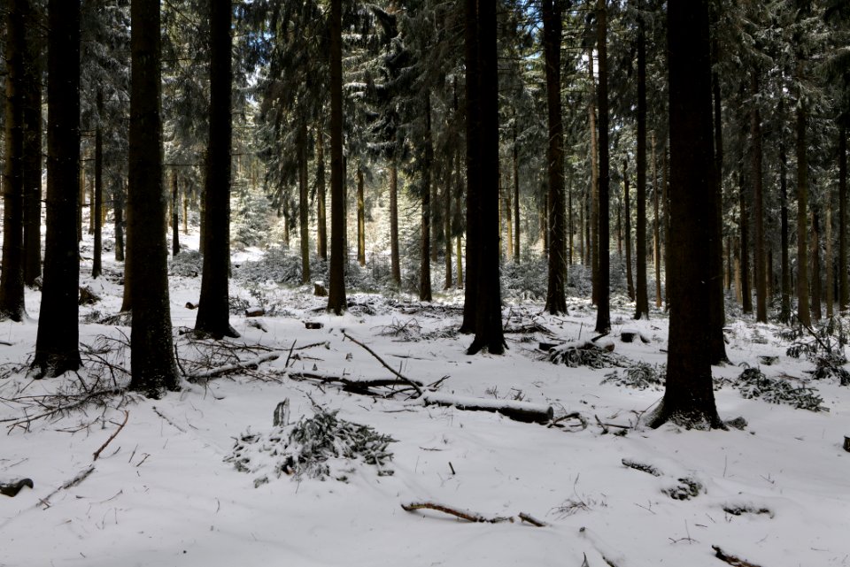 Taunus forest Oberursel with snow 2021-04-06 03