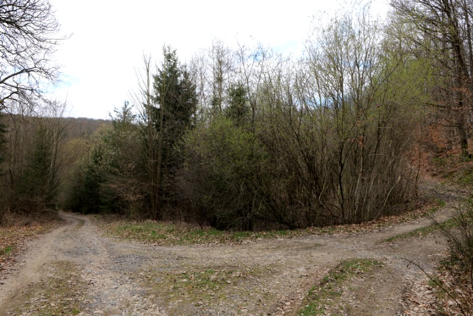Taunus forest in Ober-Mörlen 2021-04-02 63