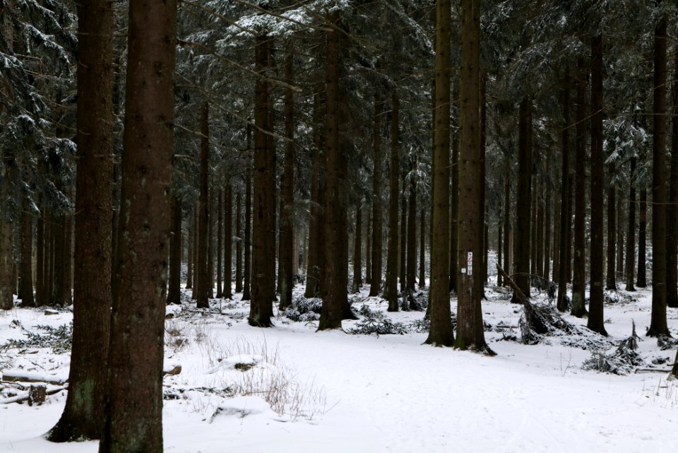 Taunus forest Oberursel with snow 2021-04-06 02