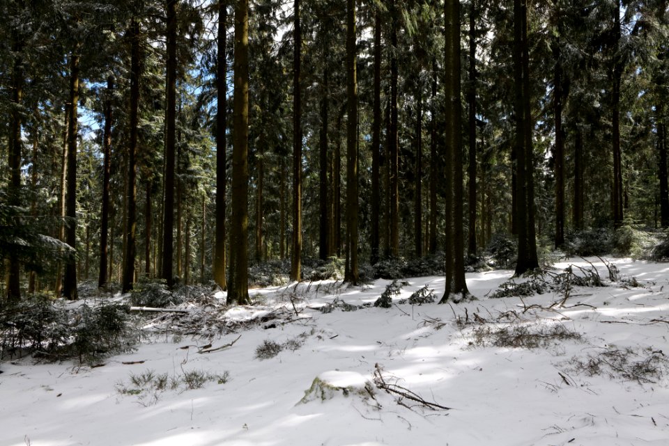 Taunus forest Oberursel with snow 2021-04-06 16