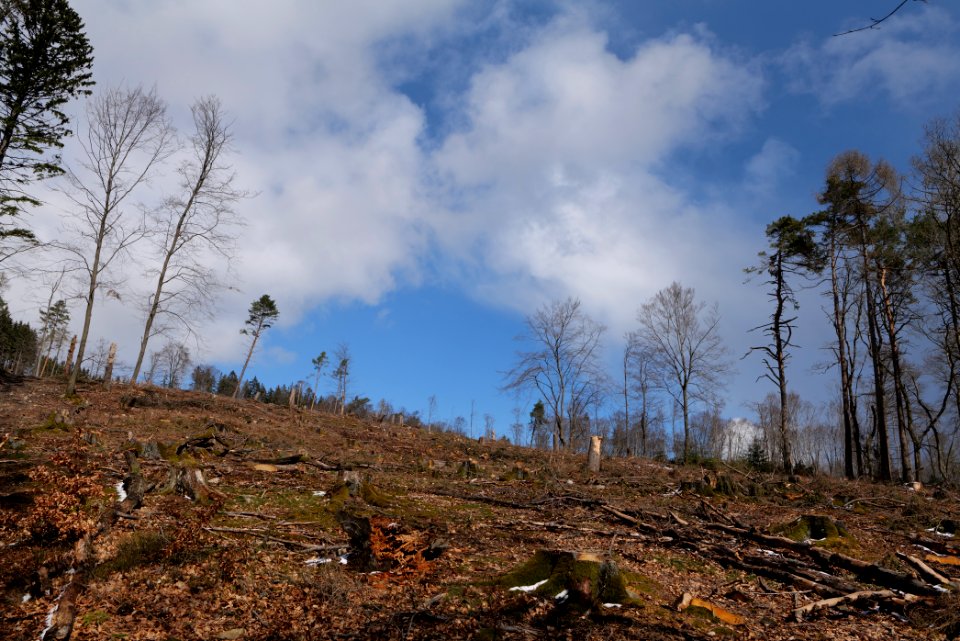 Taunus forest Oberstedten 2021-04-06 17