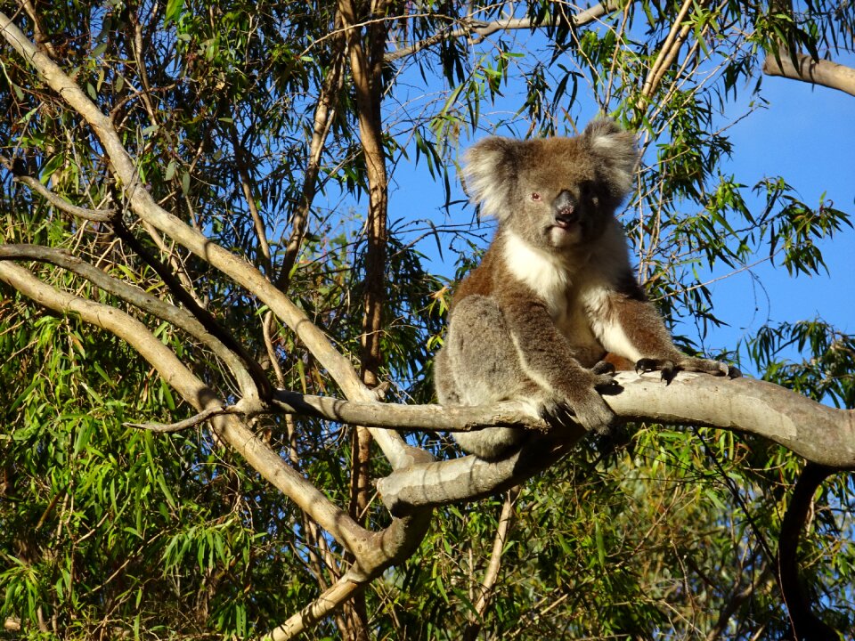 Outdoors australia marsupial