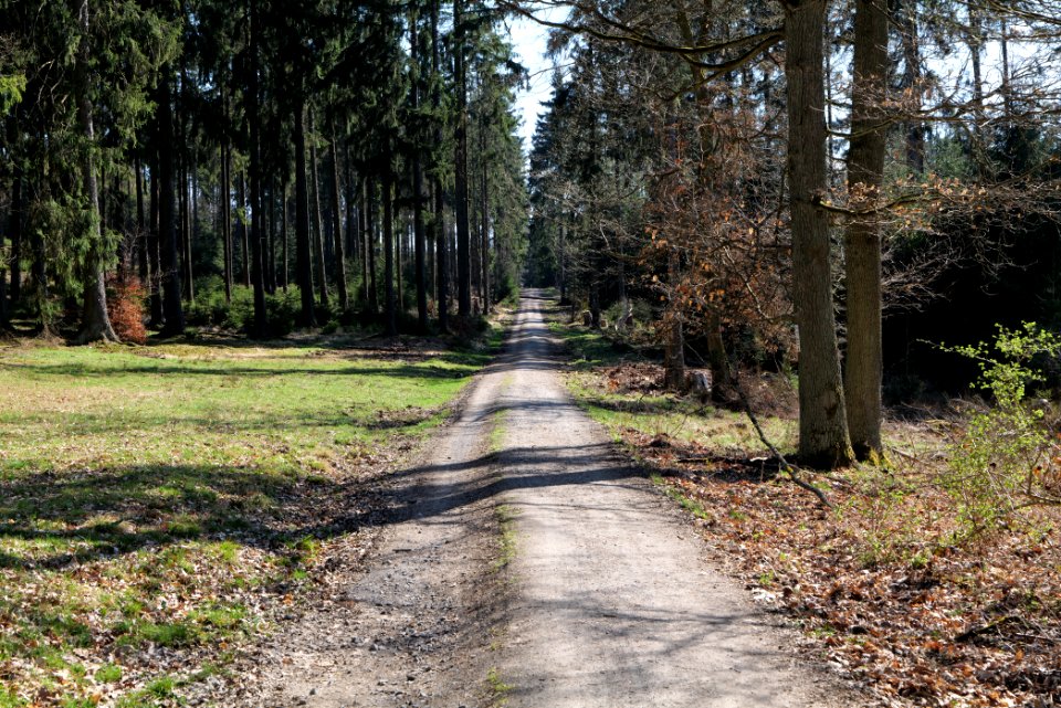 Taunus forest in Ober Rosbach 2021-04-02 02