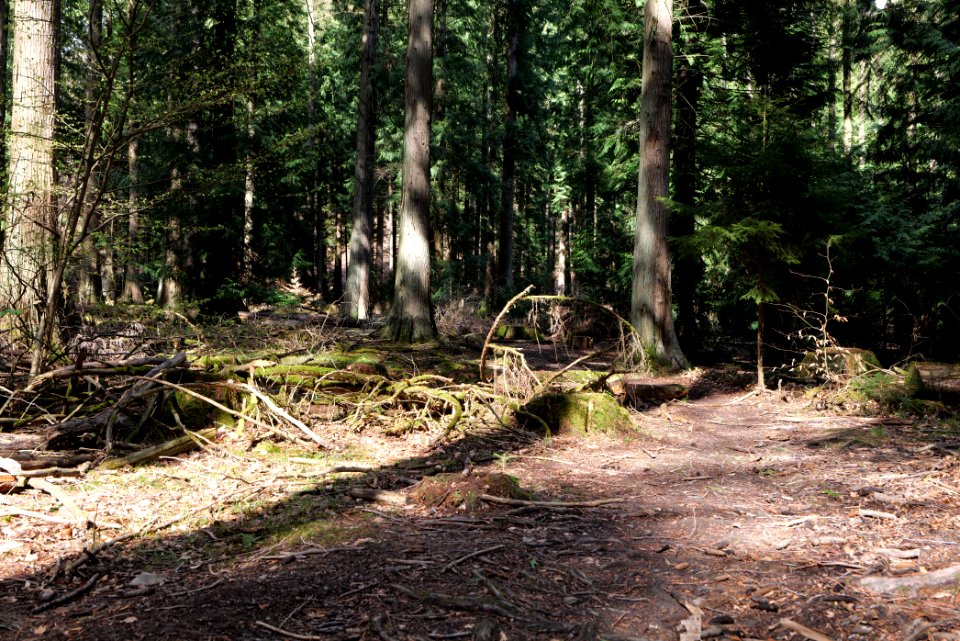 Taunus forest Oberstedten 2021-04-06 30