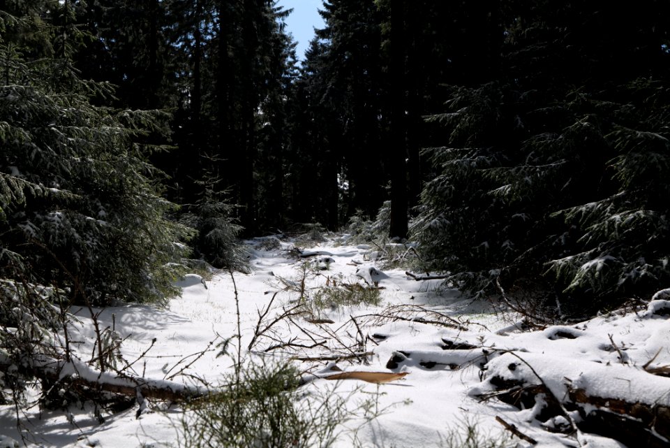 Taunus forest Oberursel with snow 2021-04-06 13