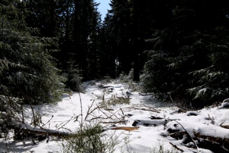 Taunus forest Oberursel with snow 2021-04-06 13