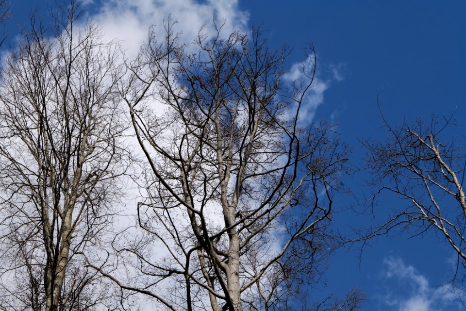 Taunus forest Oberstedten 2021-04-06 46