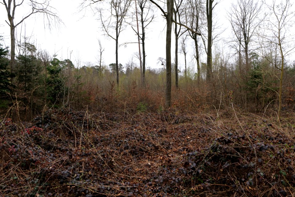 Taunus forest Ockstadt 2021-04-02 21