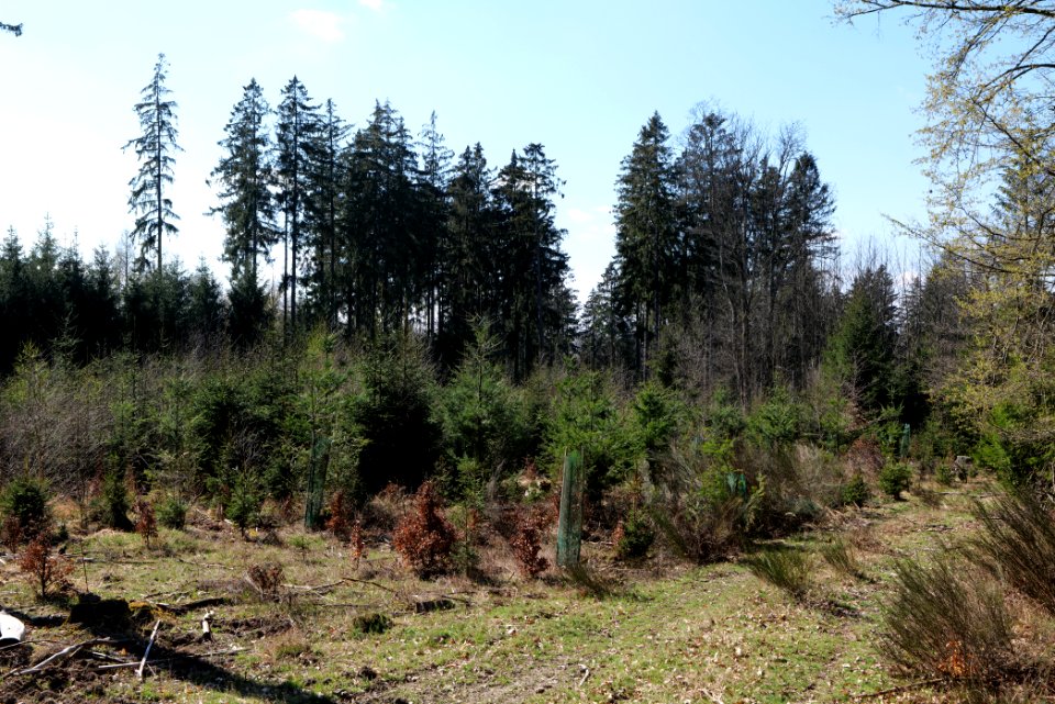 Taunus forest in Ober Rosbach 2021-04-02 04