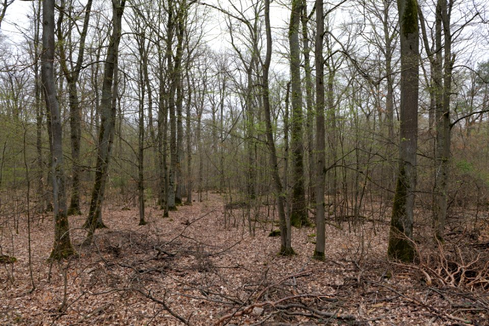 Taunus forest Ockstadt 2021-04-02 16