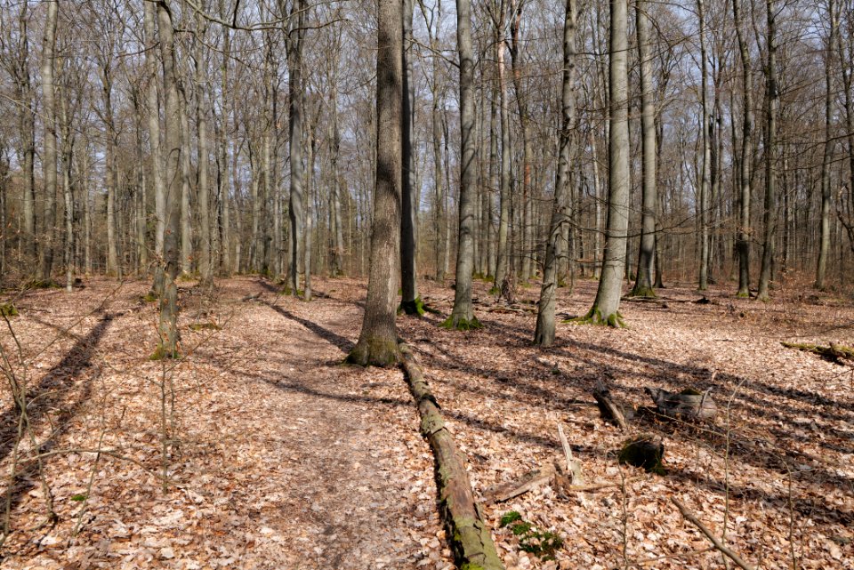 Taunus forest Oberstedten 2021-04-06 42