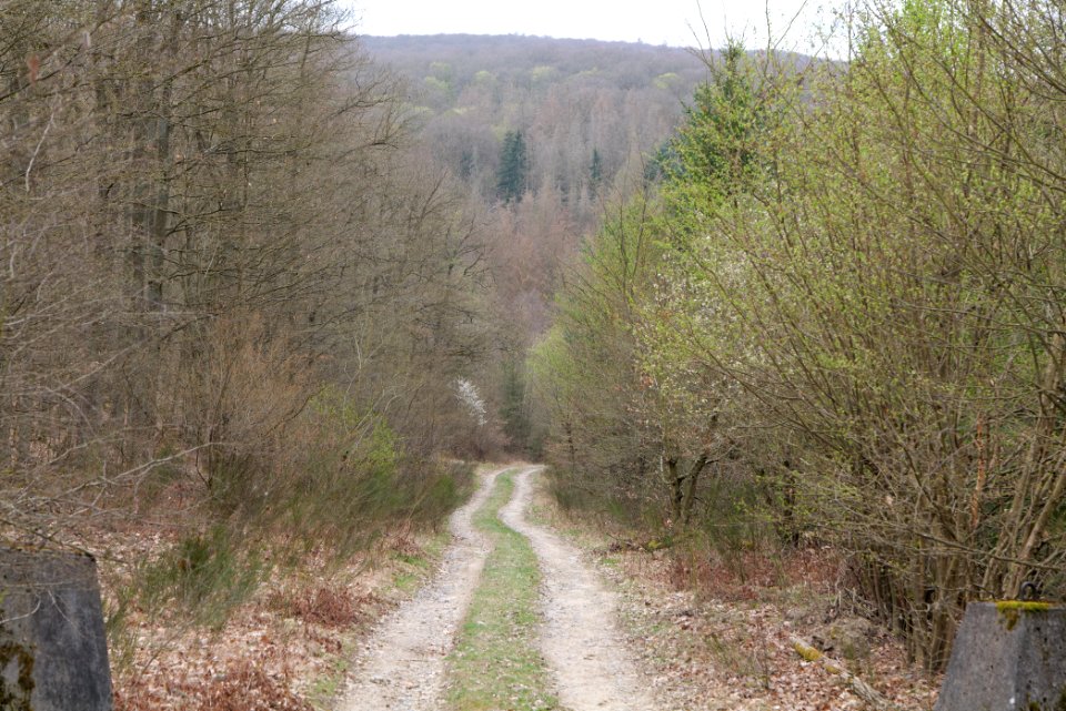 Taunus forest in Ober-Mörlen 2021-04-02 57