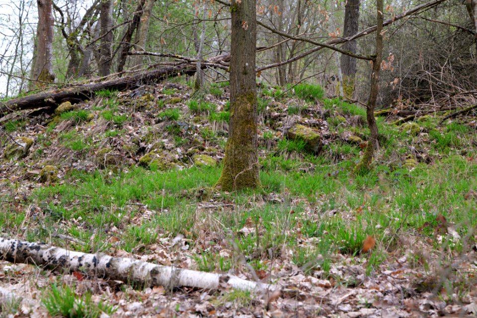 Taunus forest Ockstadt 2021-04-02 11
