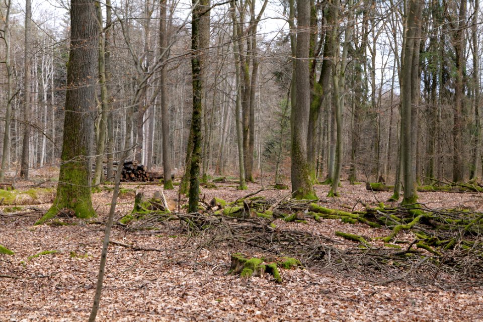 Taunus forest Oberstedten 2021-04-06 40