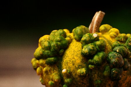 Autumn decoration colorful