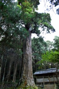 Tenjin no Osugi, zenkei