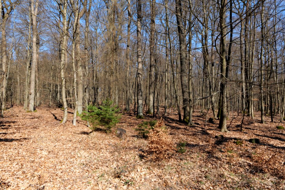 Taunus forest in Ober Rosbach 2021-04-02 13