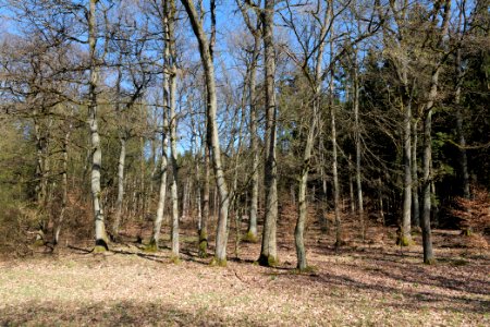 Taunus forest in Ober Rosbach 2021-04-02 01