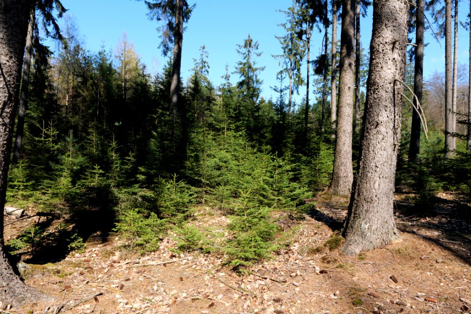 Taunus forest in Ober Rosbach 2021-04-02 08
