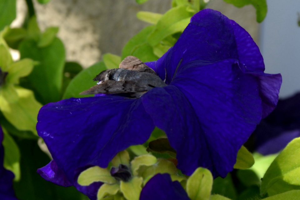 Taubenschwänzchen Macroglossum stellatarum