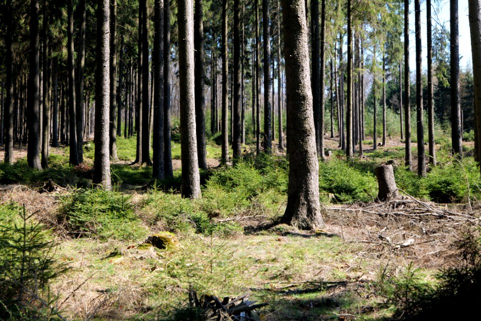 Taunus forest in Ober Rosbach 2021-04-02 05