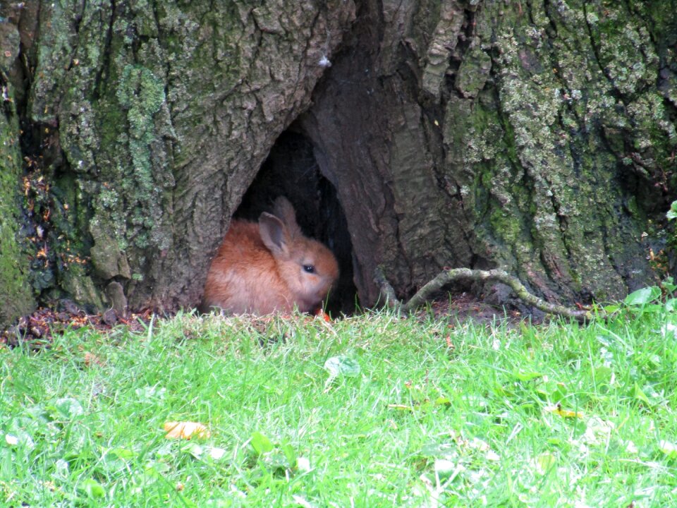 Animals fauna hiding place