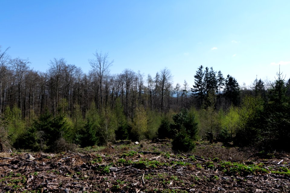 Taunus forest in Ober Rosbach 2021-04-02 29