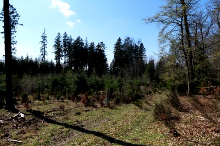 Taunus forest in Ober Rosbach 2021-04-02 03