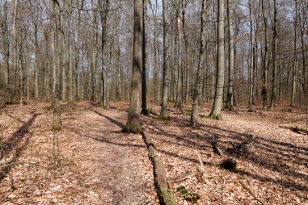 Taunus forest Oberstedten 2021-04-06 43