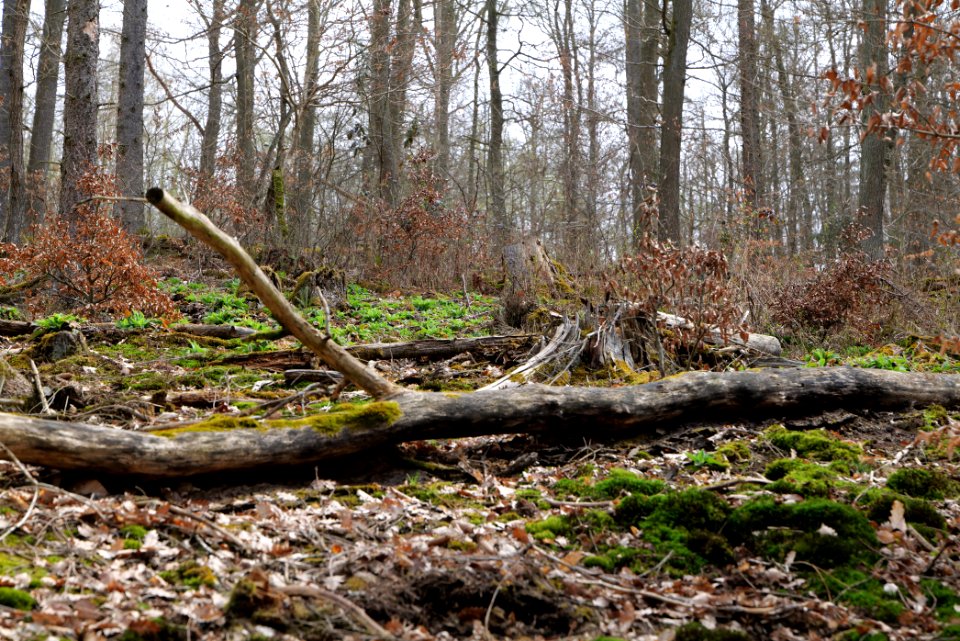 Taunus forest in Ober-Mörlen 2021-04-02 89